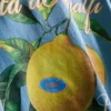 Amalfi-sitruunakuviollinen T-paita